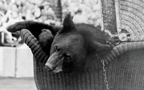 A vintage photograph of a bear in a stroller, from 1948.