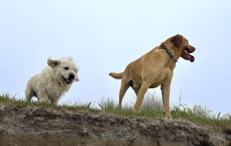 Image of two dogs standing on a cliff.