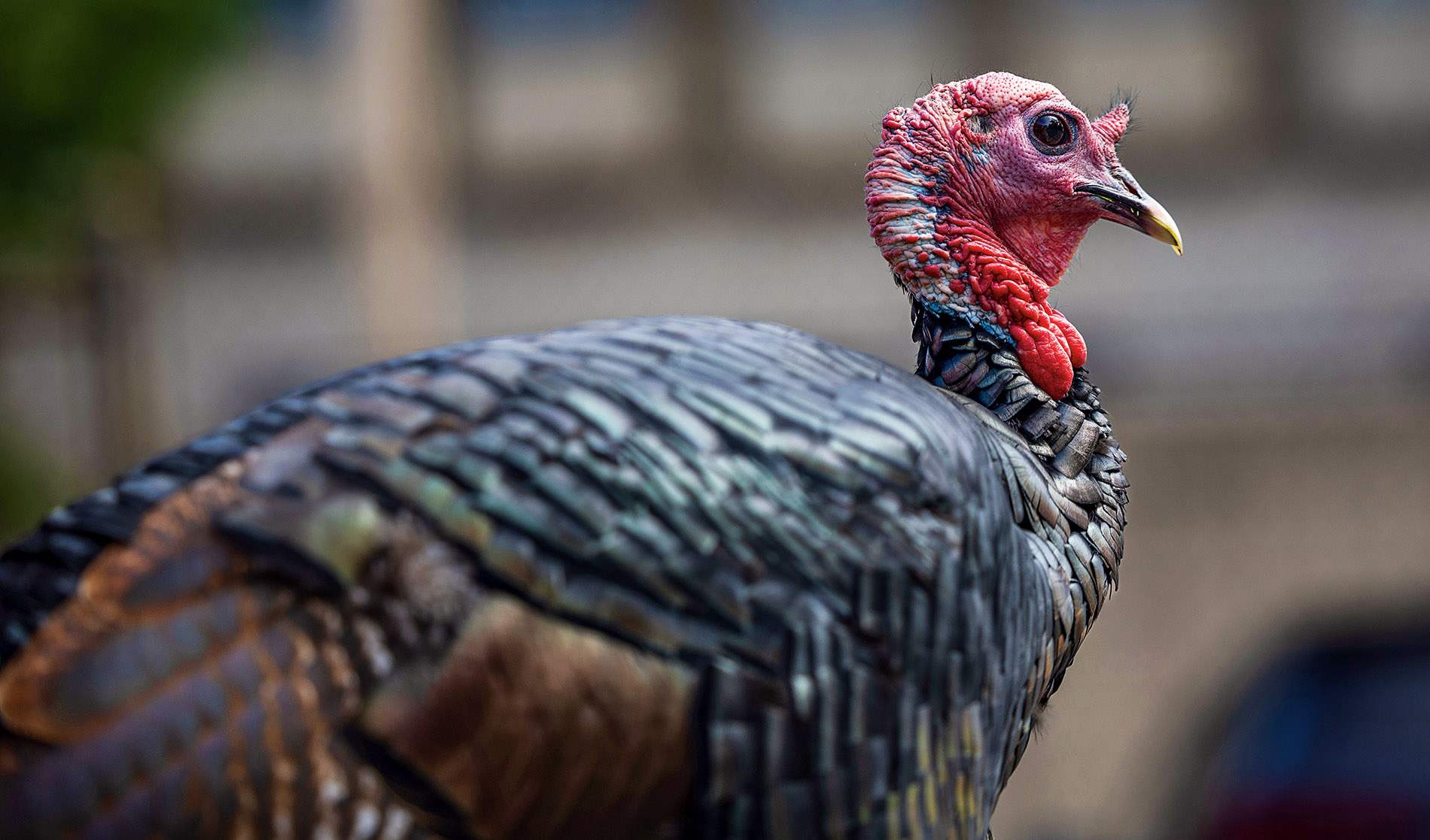 A turkey