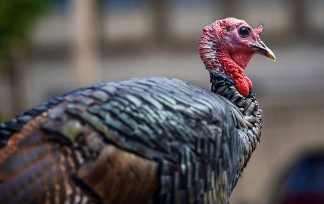 A turkey