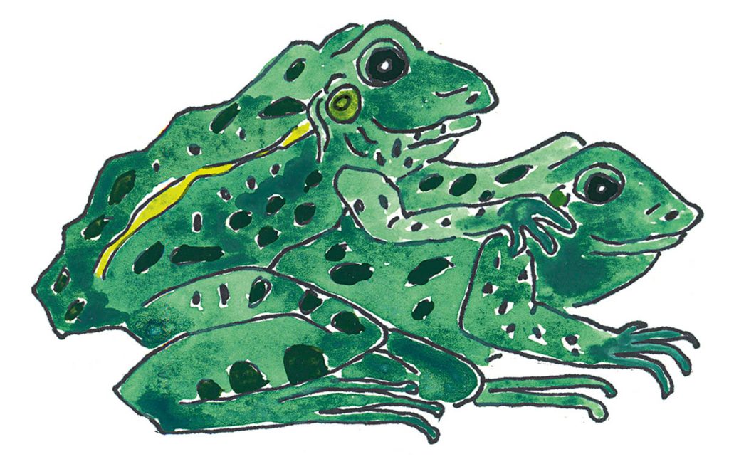 Illustration of two frogs mating