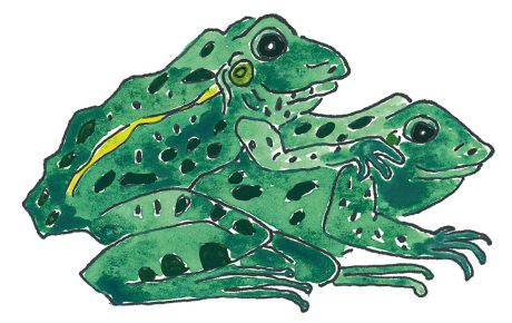 Illustration of two frogs mating